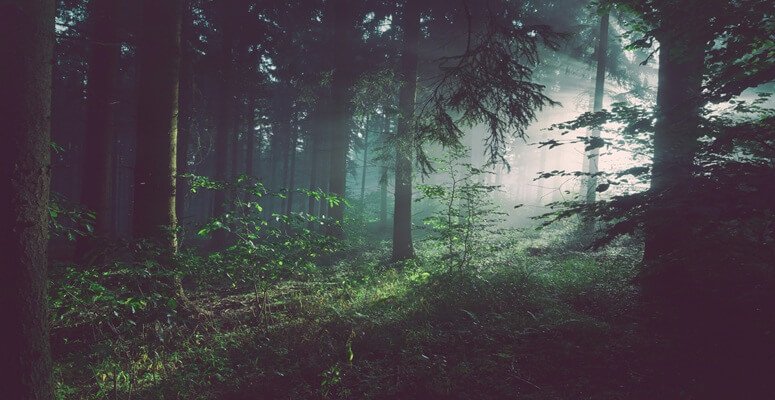 Study reveals the actual carbon cost of ash dieback